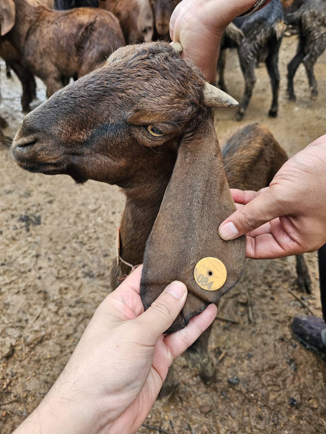 “ฉก.พญานาคราช” ตรวจยึดแพะเถื่อนในพื้นที่จังหวัดตาก 13 S 50970689