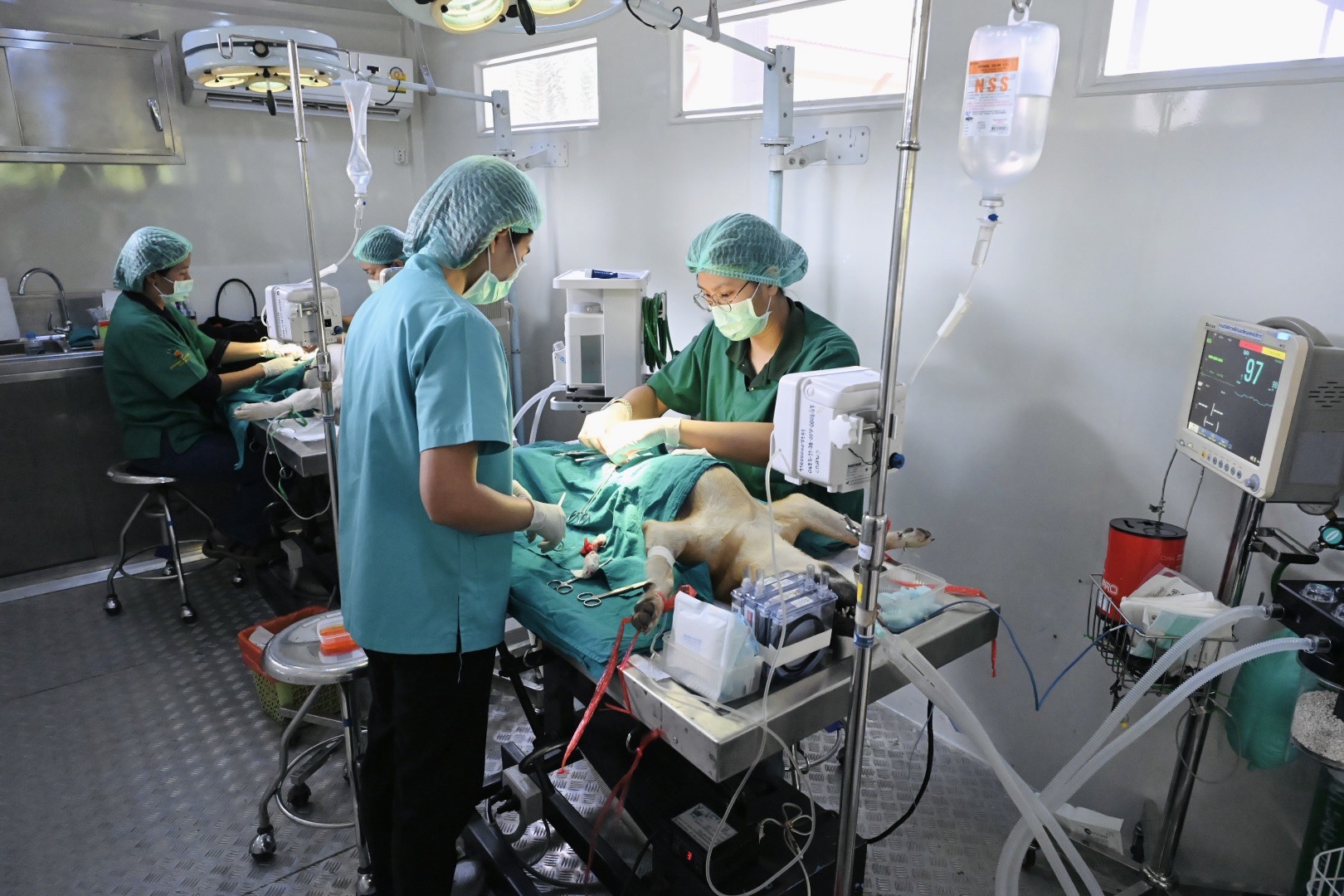 กรมปศุสัตว์เดินหน้าขับเคลื่อนโครงการเร่งรัดทำหมันสุนัข–แมว คุมโรคพิษสุนัขบ้าในพื้นที่เสี่ยง จ.พะเยา ตามนโยบายของ รมว.อรรถกร เพื่อ S 6242433