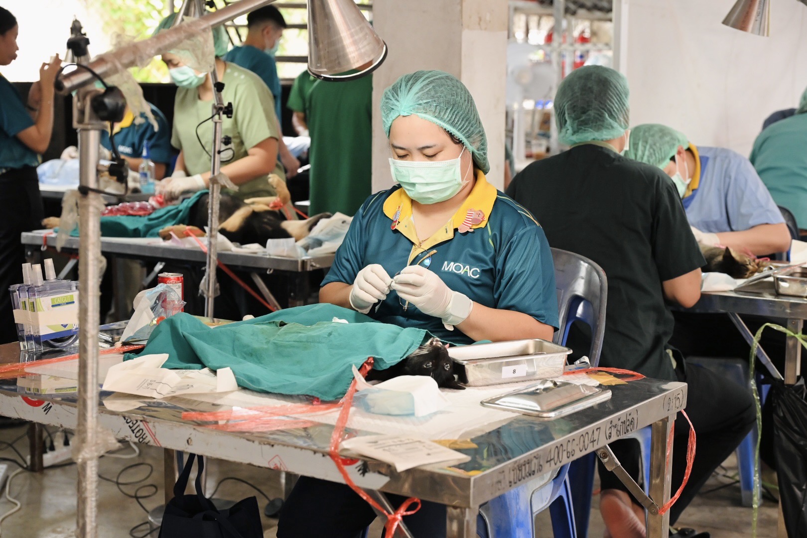 กรมปศุสัตว์เดินหน้าขับเคลื่อนโครงการเร่งรัดทำหมันสุนัข–แมว คุมโรคพิษสุนัขบ้าในพื้นที่เสี่ยง จ.พะเยา ตามนโยบายของ รมว.อรรถกร เพื่อ S 6242434