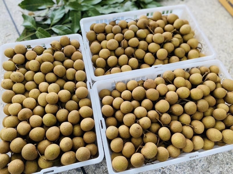 อีกก้าว สหกรณ์ไทยยกระดับมาตรฐานสินค้าสหกรณ์ผ่านแปลงปลูกจีเอพี (GAP) 7 S 8519699