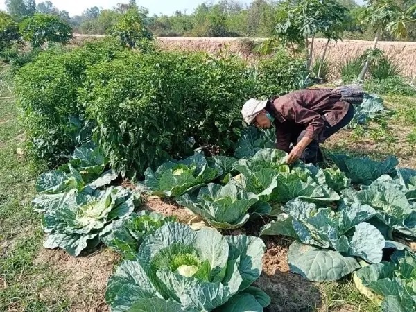 อีกก้าว สหกรณ์ไทยยกระดับมาตรฐานสินค้าสหกรณ์ผ่านแปลงปลูกจีเอพี (GAP) 9 S 8519701