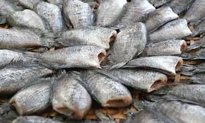 การเลี้ยง"ปลาสลิด" เพาะพันธุ์ลูกปลาในบ่อปูน 3 download 1