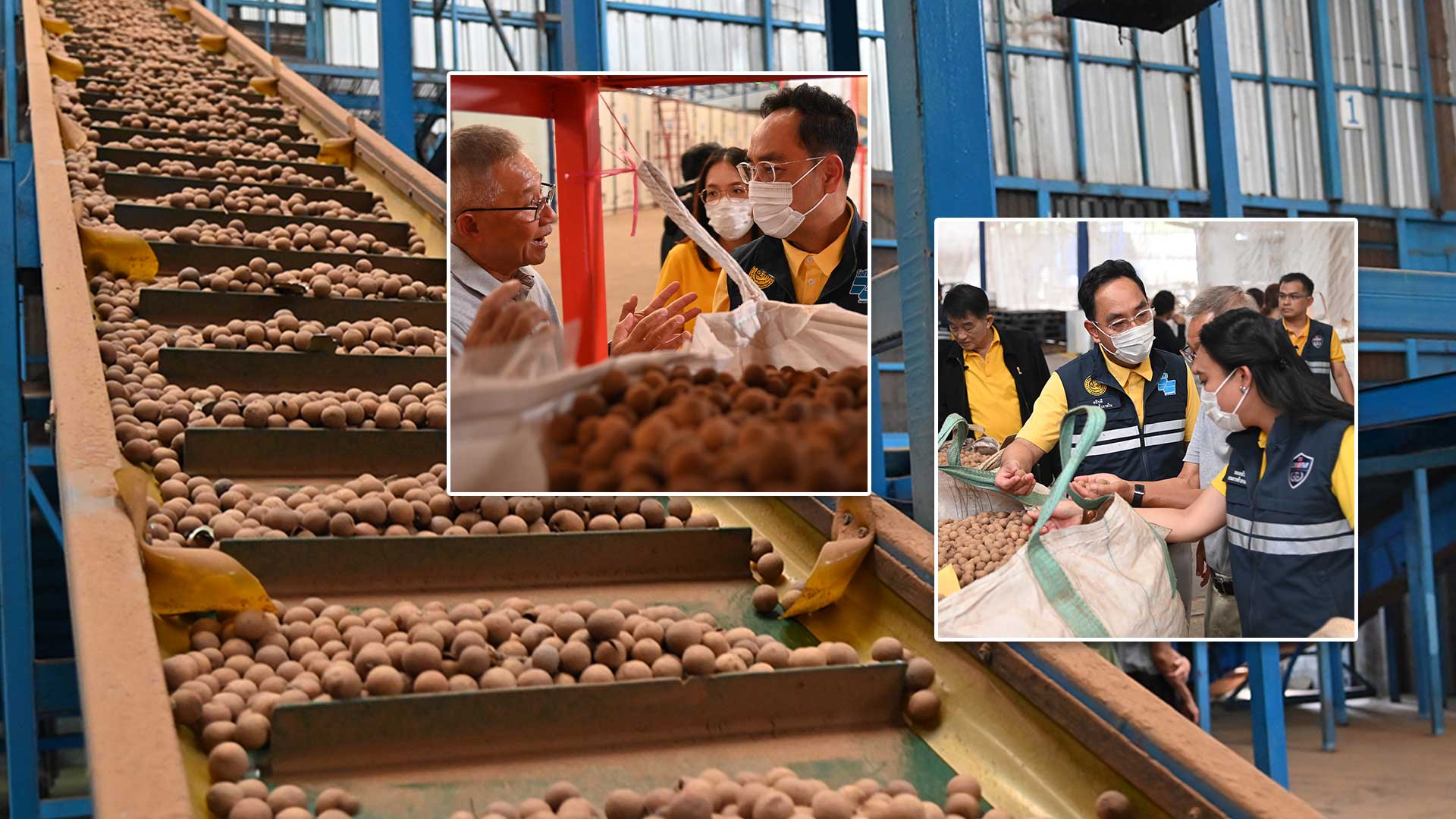 กรมการค้าภายใน เดินหน้าพยุงราคาลำไย ดึงโรงอบรับซื้อ 100,000 ตัน – วอนชาวสวนทยอยเก็บ เพื่อรักษาคุณภาพ-ขายได้ราคาดี 1 กรมการค้าภายใน เดินหน้าพยุงราคาลำไย3