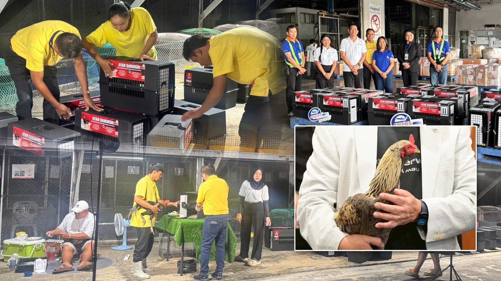 กรมปศุสัตว์ผลักดันส่งออกไก่พื้นเมือง (Ayam Bangkok) สู่ตลาดอินโดนีเซีย อย่างต่อเนื่อง 1 กรมปศุสัตว์ ผลักดันส่งออกไก่พื้นเมือง3