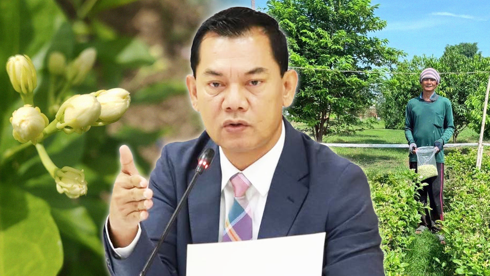 กรมส่งเสริมการเกษตร หนุนเกษตรกรเพิ่มผลผลิตดอกมะลิคุณภาพ เพิ่มช่องทางขายราคาส่งเป็นธรรม หวังปลายทางถึงผู้บริโภคราคาเหมาะสม 1 กรมส่งเสริมการเกษตร2 1