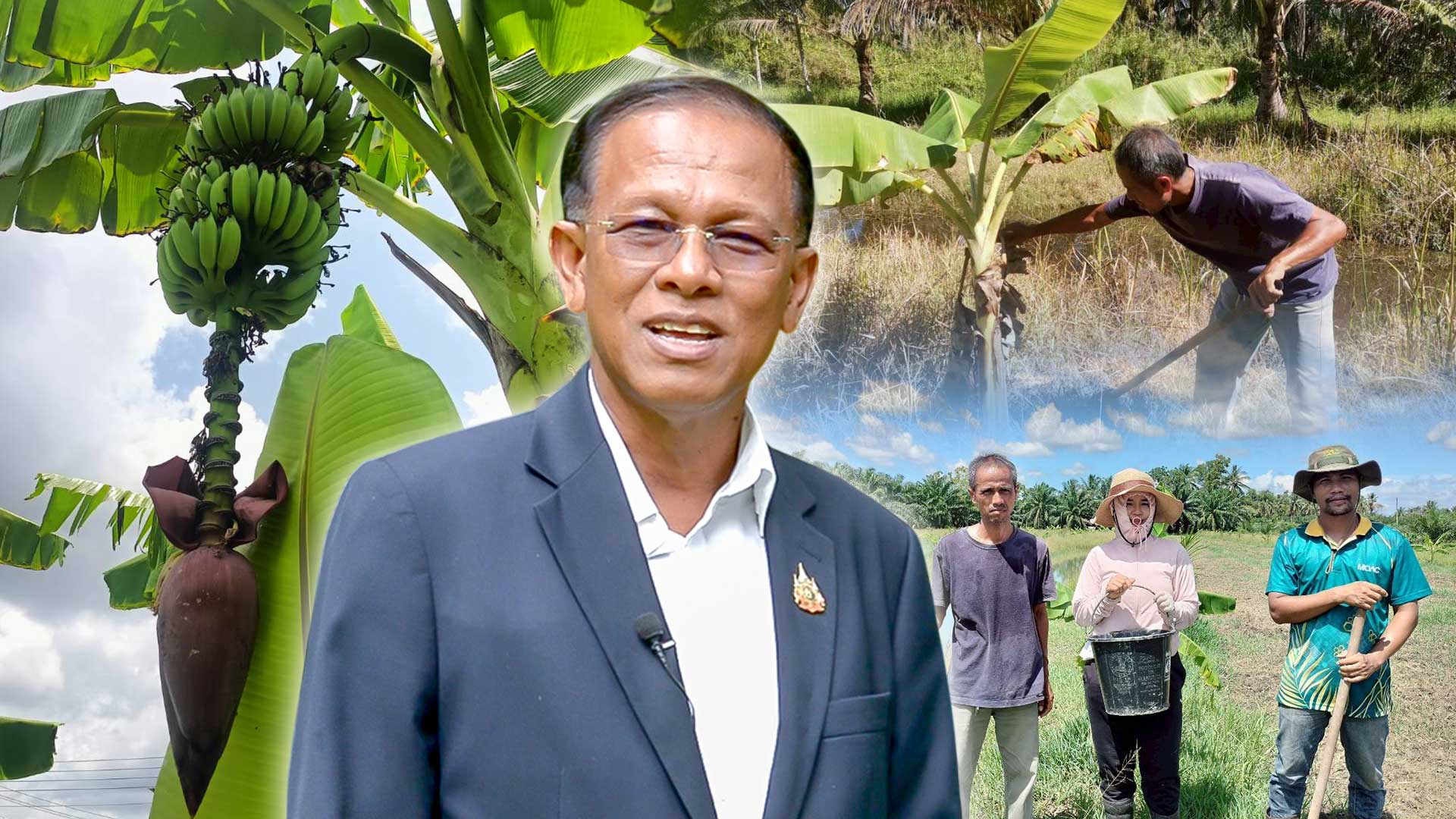 กรมวิชาการเกษตร รุดถ่ายทอดเทคโนโลยี ยกระดับ “กล้วยน้ำว้าปากพนัง”พืชเสริมสร้างรายได้ให้เกษตรกรก่อนเก็บเกี่ยวพืชหลัก 1 กล้วยน้ำว้าปากพนัง3