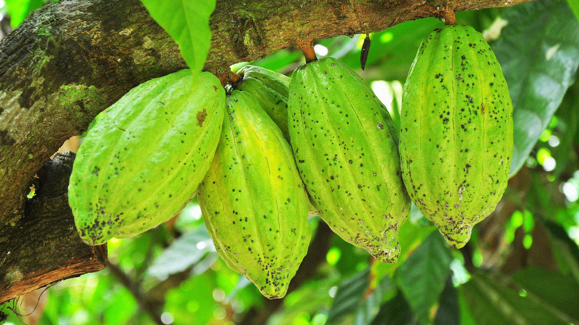 โกโก้พันธุ์ใหม่ กวก.ชุมพร 3 เติบโตดีผลผลิตสูง ผลใหญ่หนัก 647 กรัมต่อผล 1 กวก.ชุมพร34