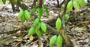 กวก.ชุมพร4