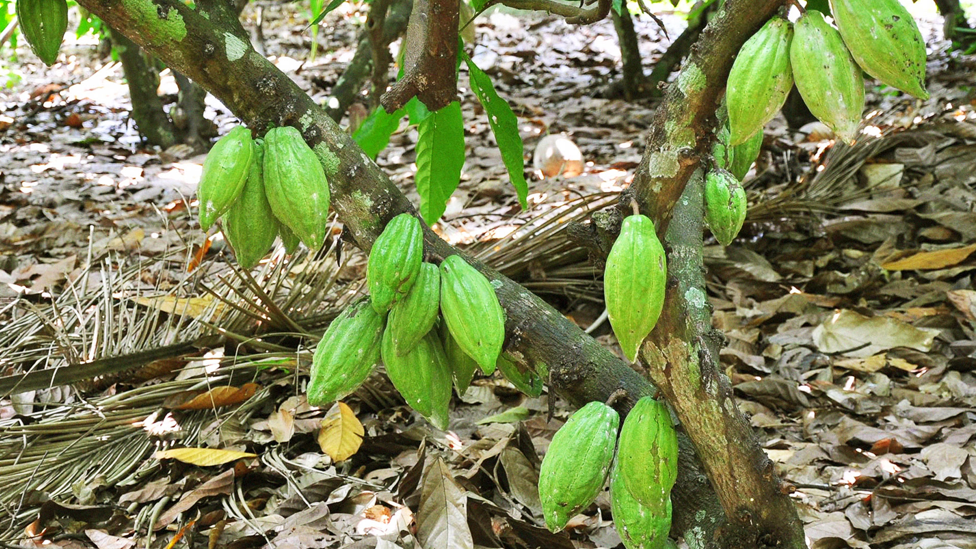 โกโก้พันธุ์ใหม่ กวก.ชุมพร 2 ให้ผลผลิตเมล็ดแห้งสูง 260 กิโลกรัมต่อไร่ต่อปี 1 กวก.ชุมพร4