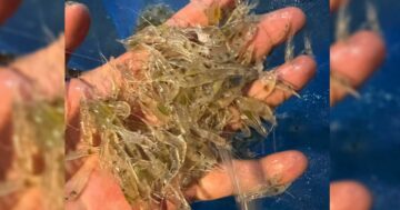 กุ้งฝอย3