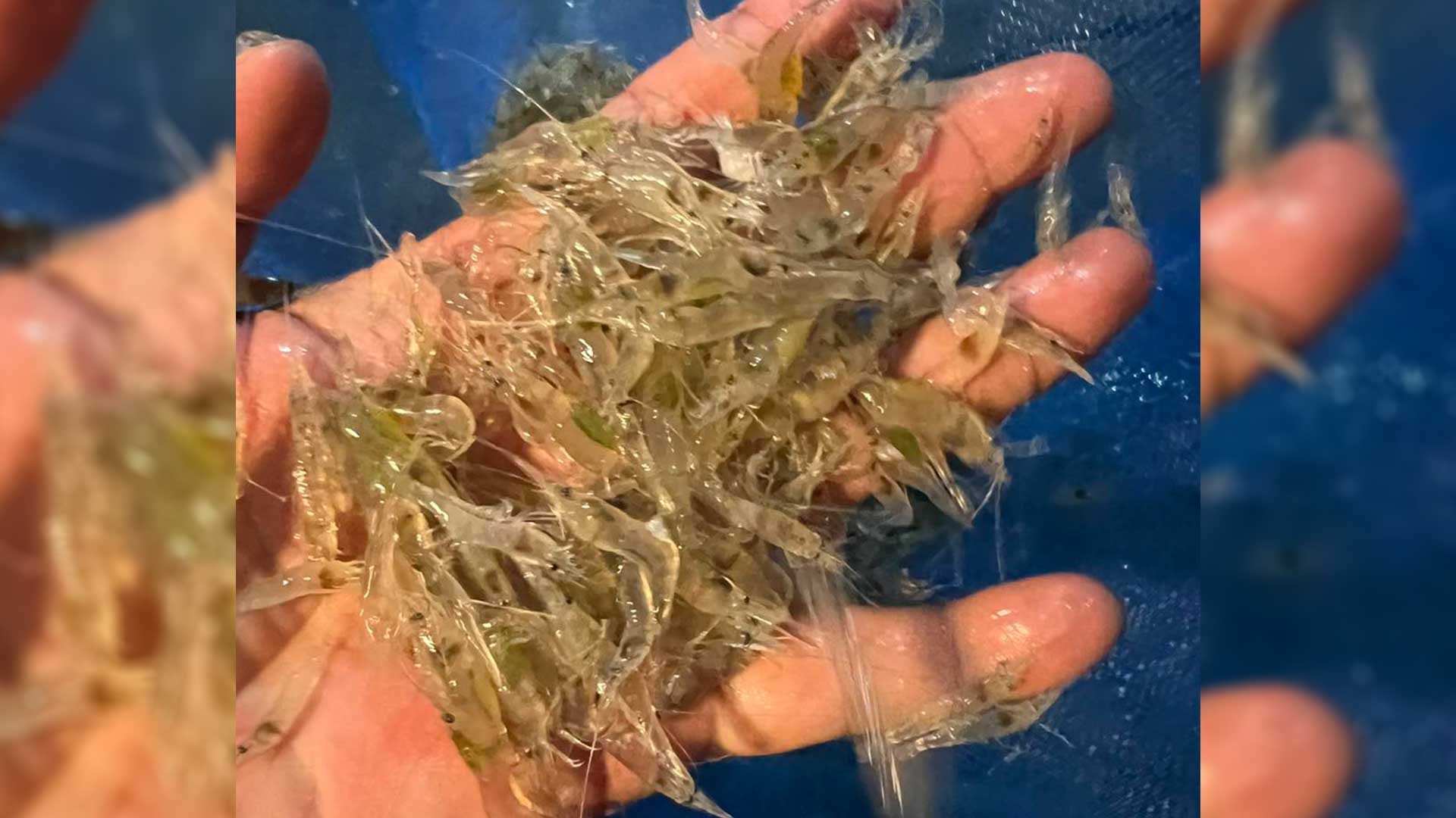 การเลี้ยง กุ้งฝอย3