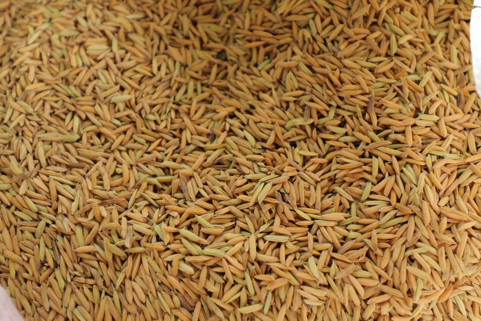 ครม.เคาะ 3 มาตรการ “มาตรการรักษาเสถียรภาพราคาข้าวเปลือก ปีการผลิต 2568/69” 2 ข้าวเปลือก 8