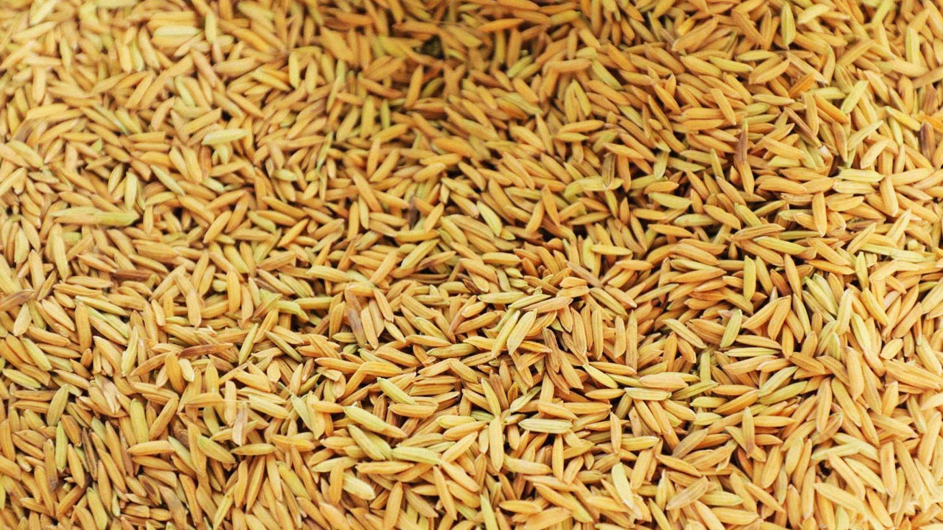 ครม.เคาะ 3 มาตรการ “มาตรการรักษาเสถียรภาพราคาข้าวเปลือก ปีการผลิต 2568/69” 1 ครม.เคาะ2