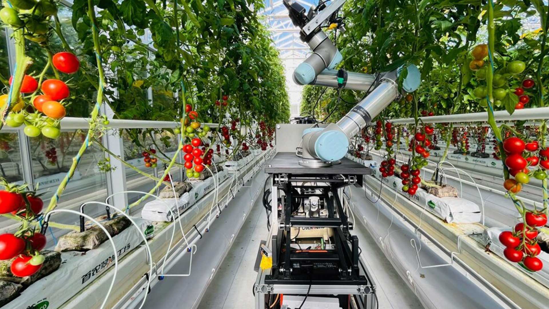 จีนใช้หุ่นยนต์ AI 'ผสมพันธุ์พืชครบวงจร' ครั้งแรกในโลก 1 จีนใช้หุ่นยนต์ AI 3