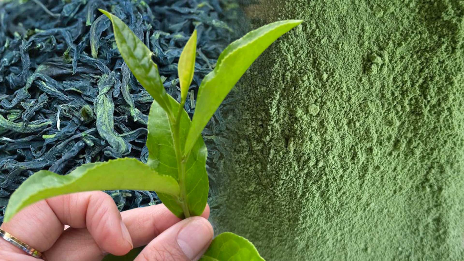 รู้จัก..ชาพันธุ์ กวก. เชียงใหม่ 1 1 ชาพันธุ์ใหม่3