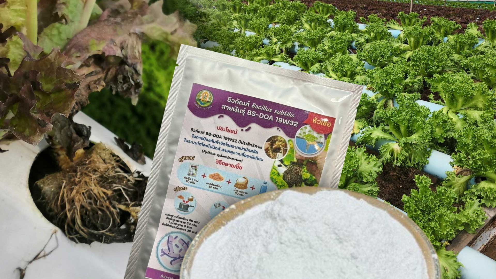 ชีวภัณฑ์ Bacillus subtilis 3