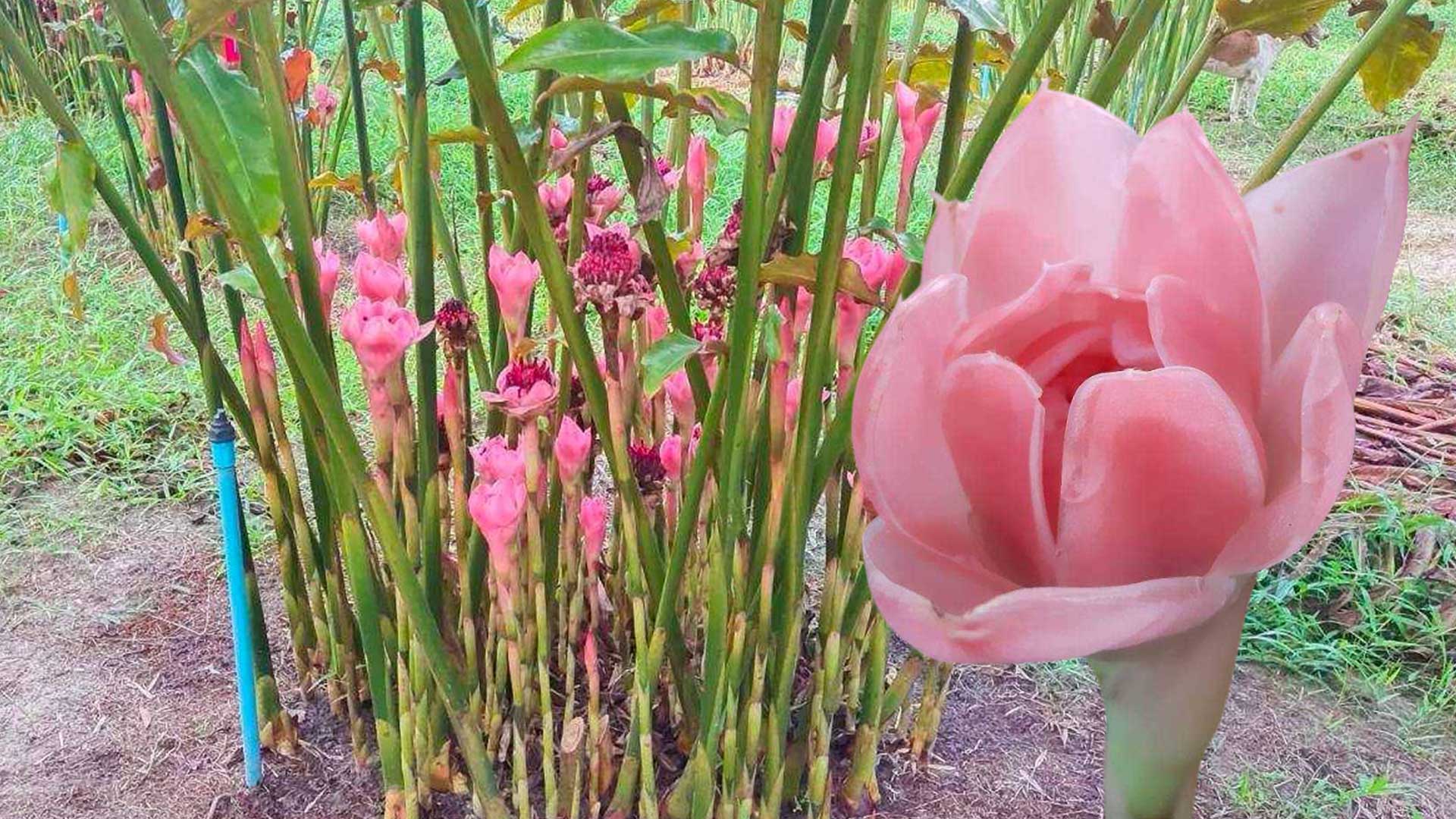 รู้จัก ดาหลาพันธุ์ใหม่3