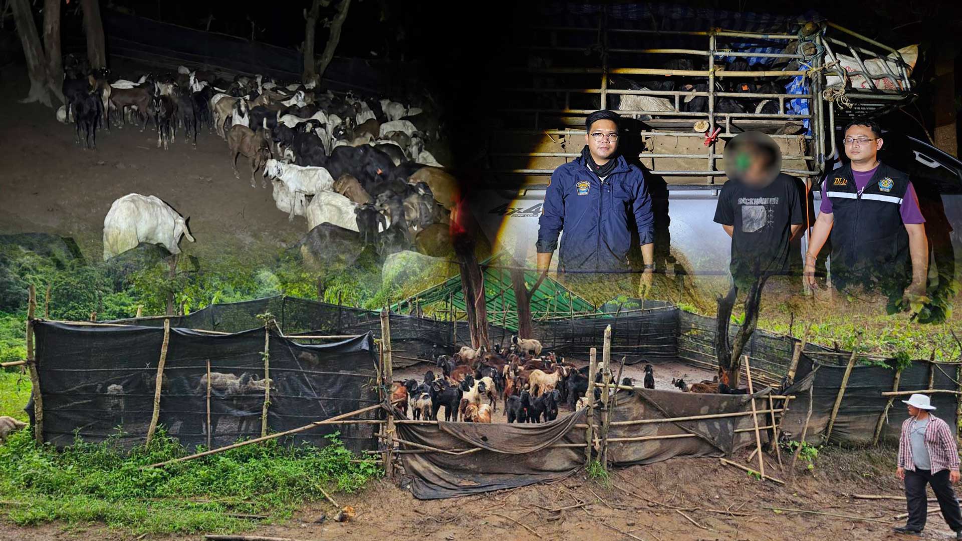 ตรวจยึดแพะเถื่อน3