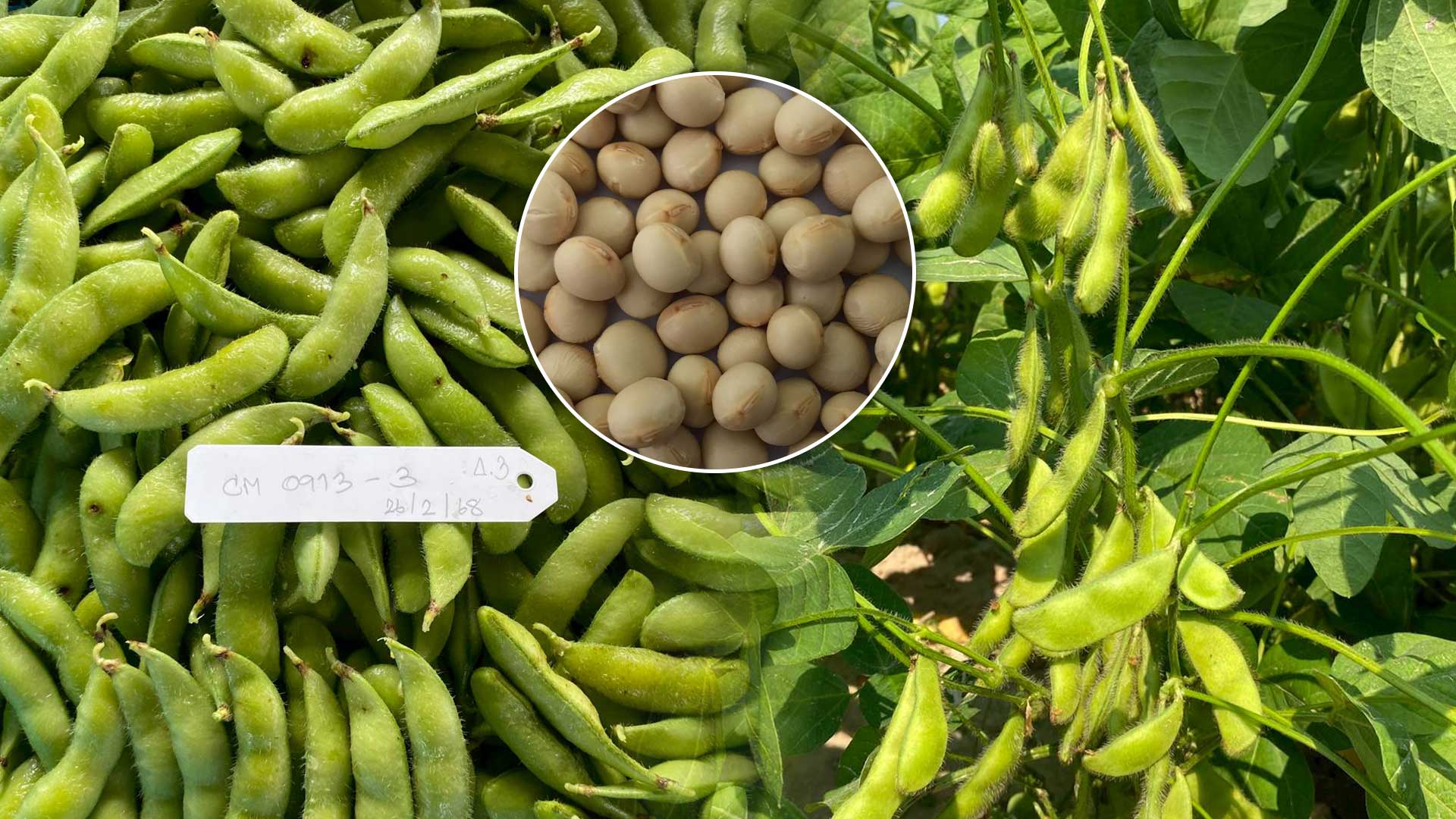 รู้จัก.. ถั่วเหลืองฝักสด3