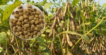 ถั่วเหลืองพันธุ์ใหม่3