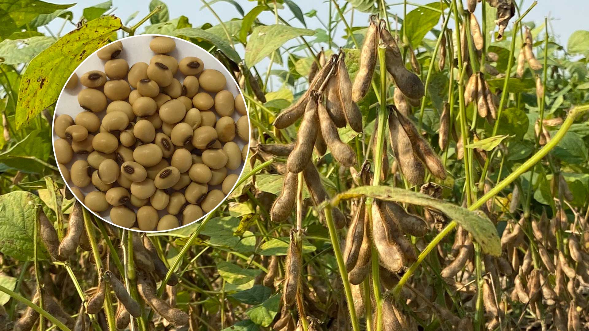 ถั่วเหลืองพันธุ์ใหม่3