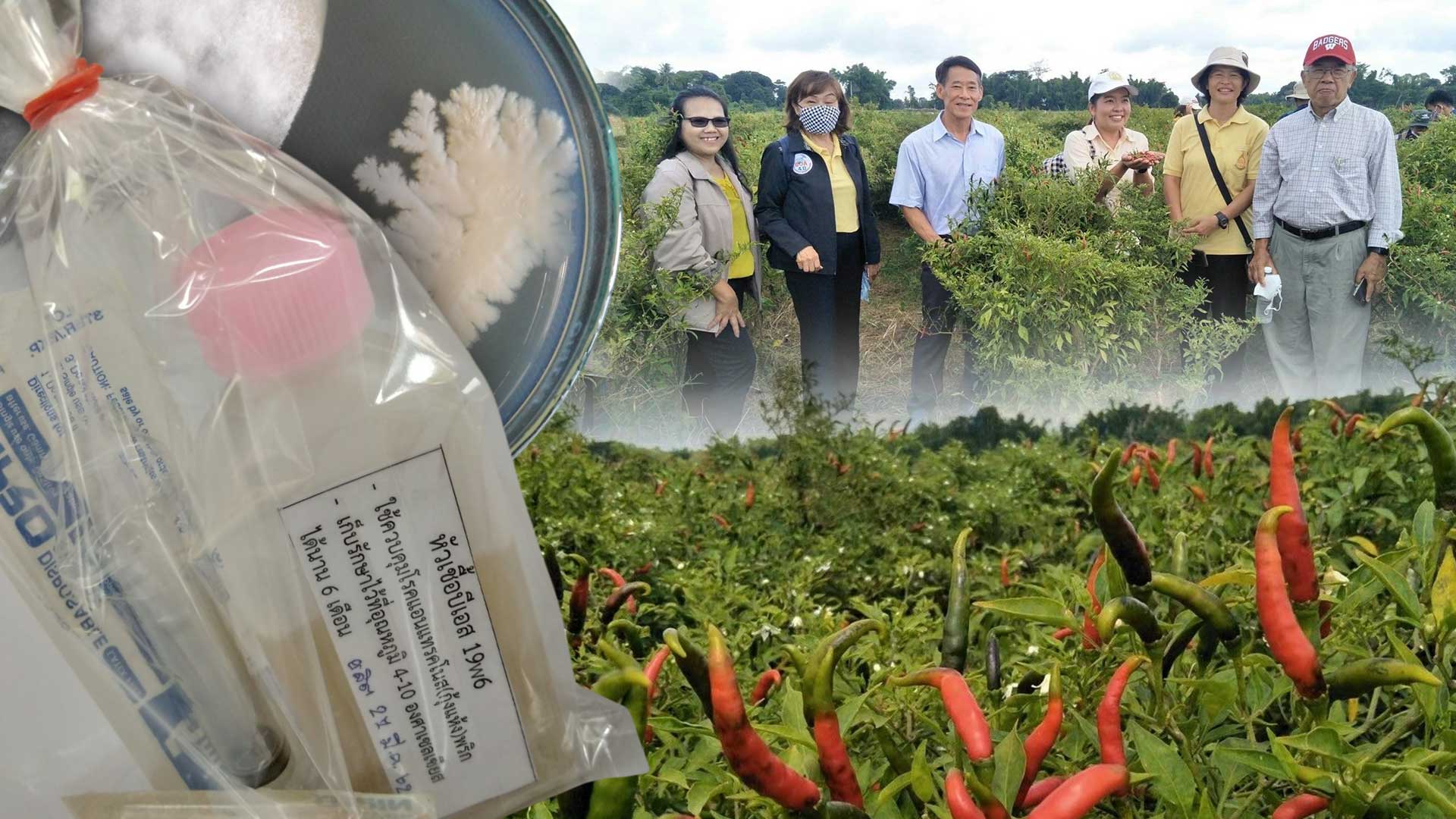 บีเอส-ดีโอเอ19W6 ทางเลือกที่ปลอดภัยในการควบคุมโรคแอนแทรกโนสพริก 1 บีเอส ดีโอเอ19W63