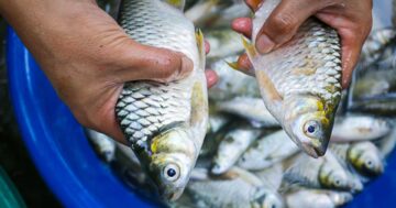 ปลาตะเพียน3