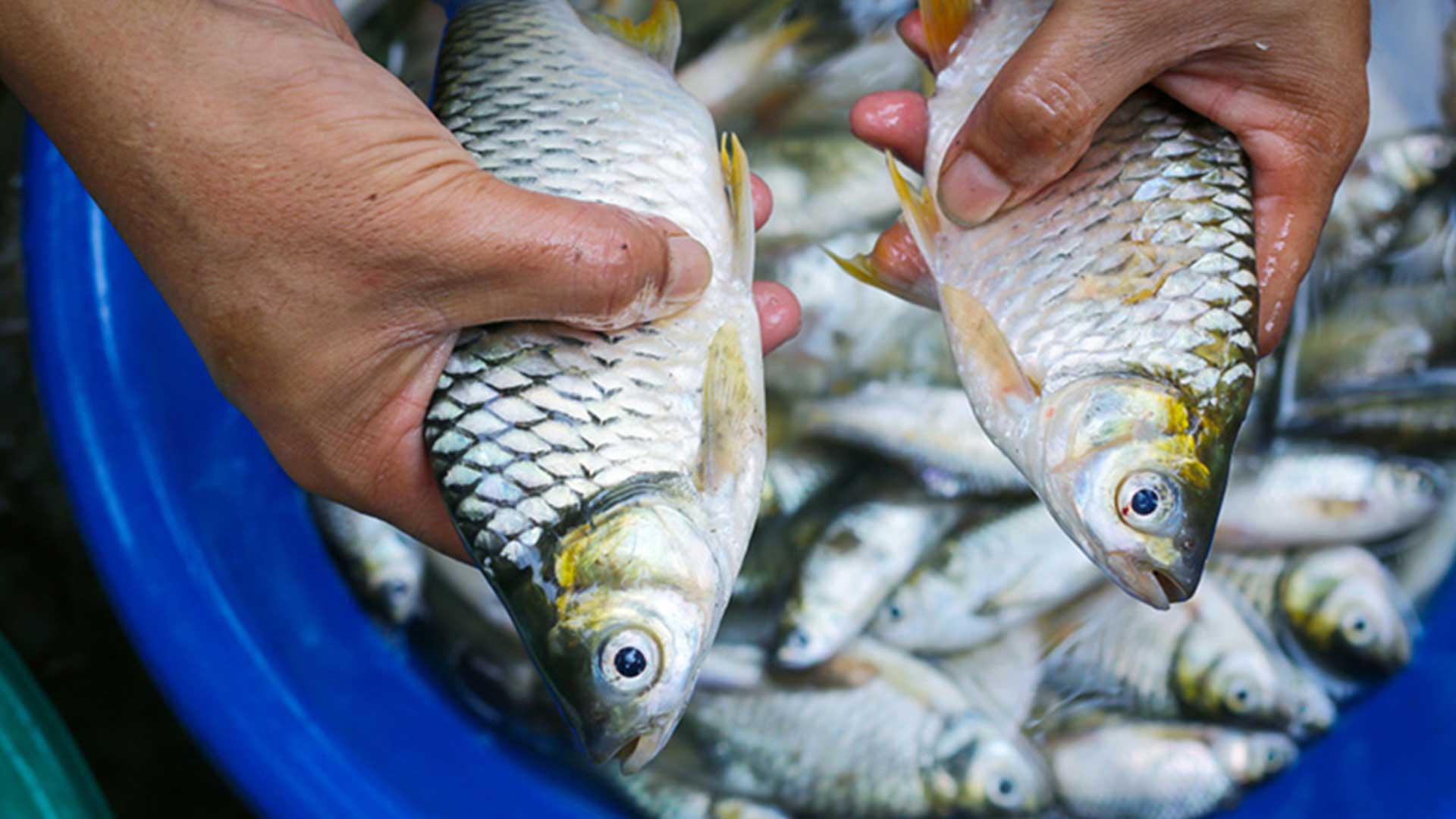 ปลาตะเพียน3