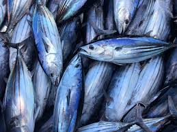 ไทยรับมือภาษีทรัมป์ เกษตรฯ ชู 3 หลักการปกป้องเกษตรกร พร้อมรักษาขีดความสามารถทางการค้า 8 ปลาทูน่า