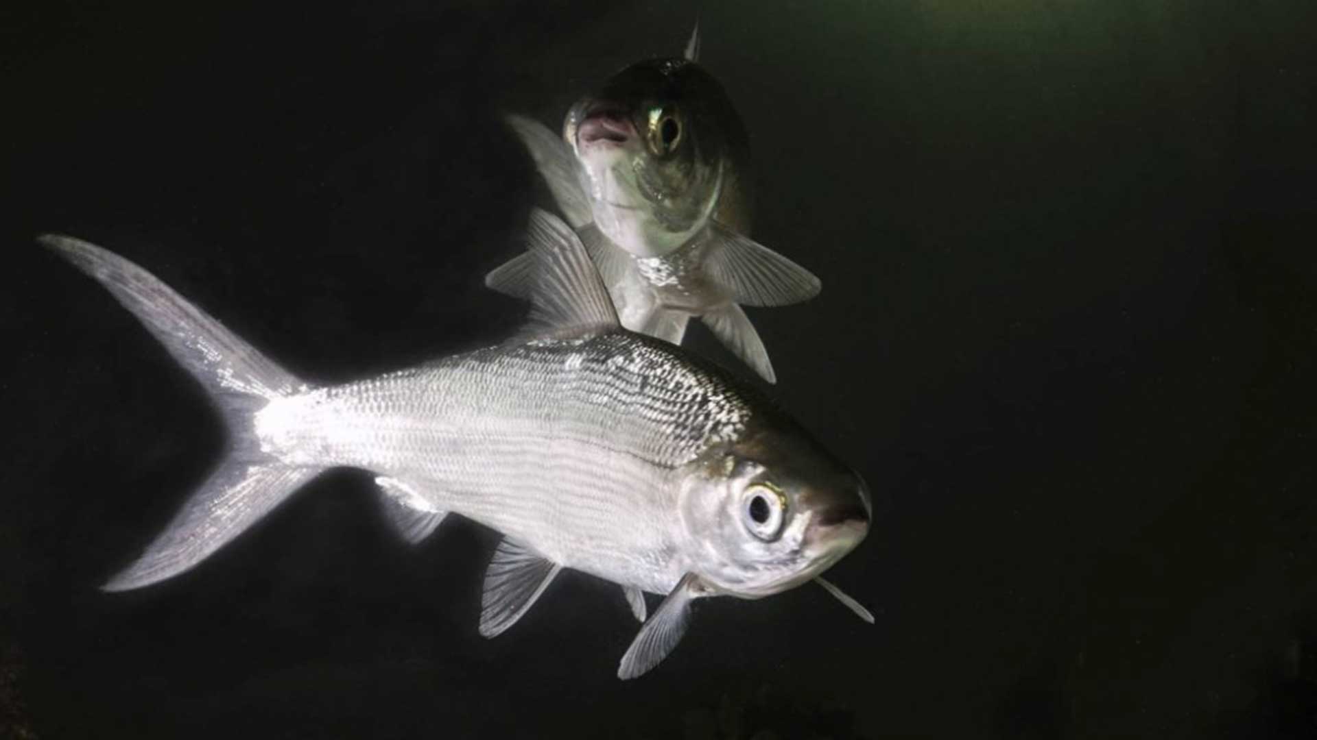 ปลานวลจันทร์3