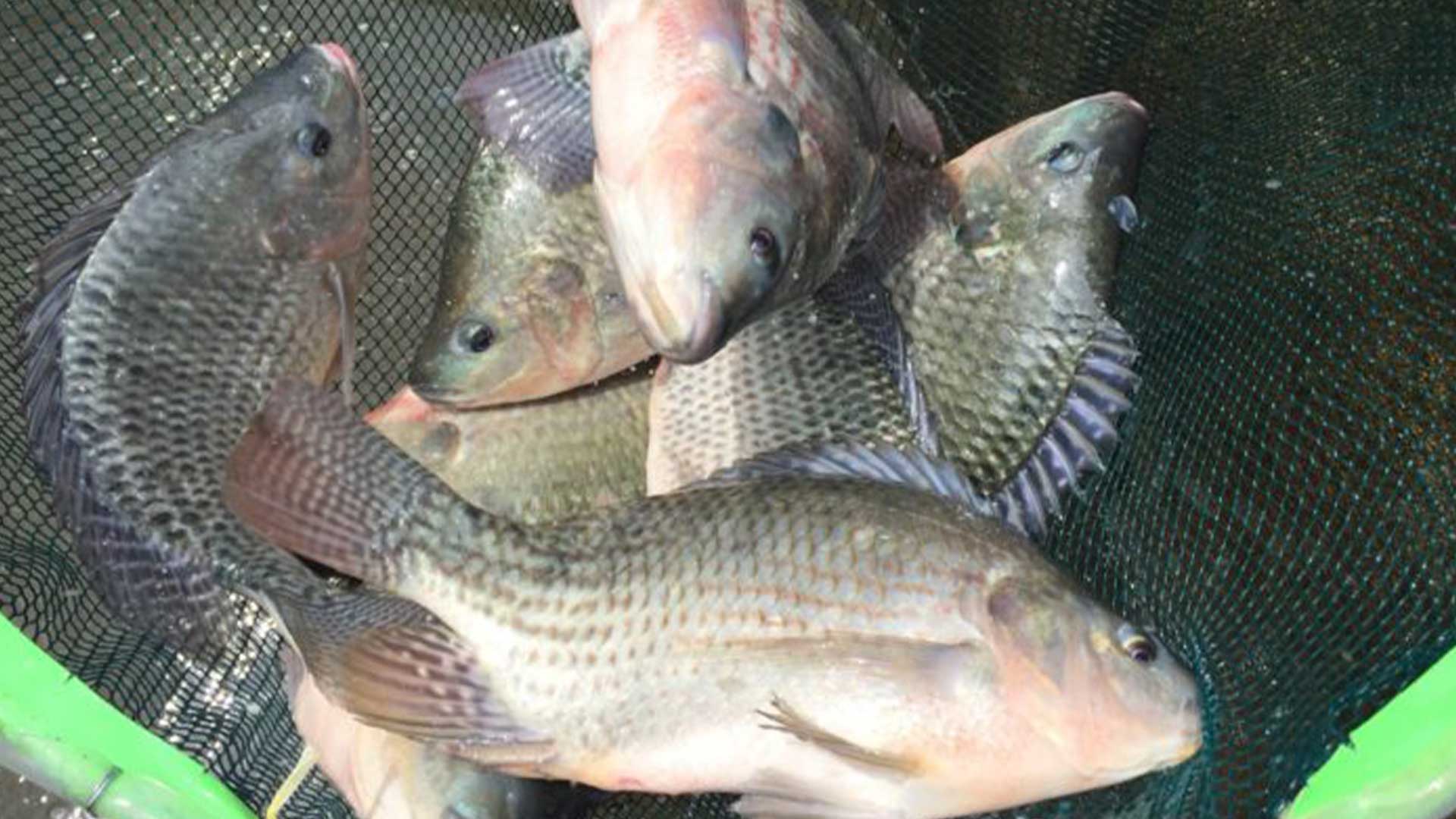 รู้วิธีเลี้ยง ปลานิล3