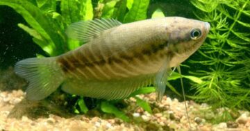 ปลาสลิด3