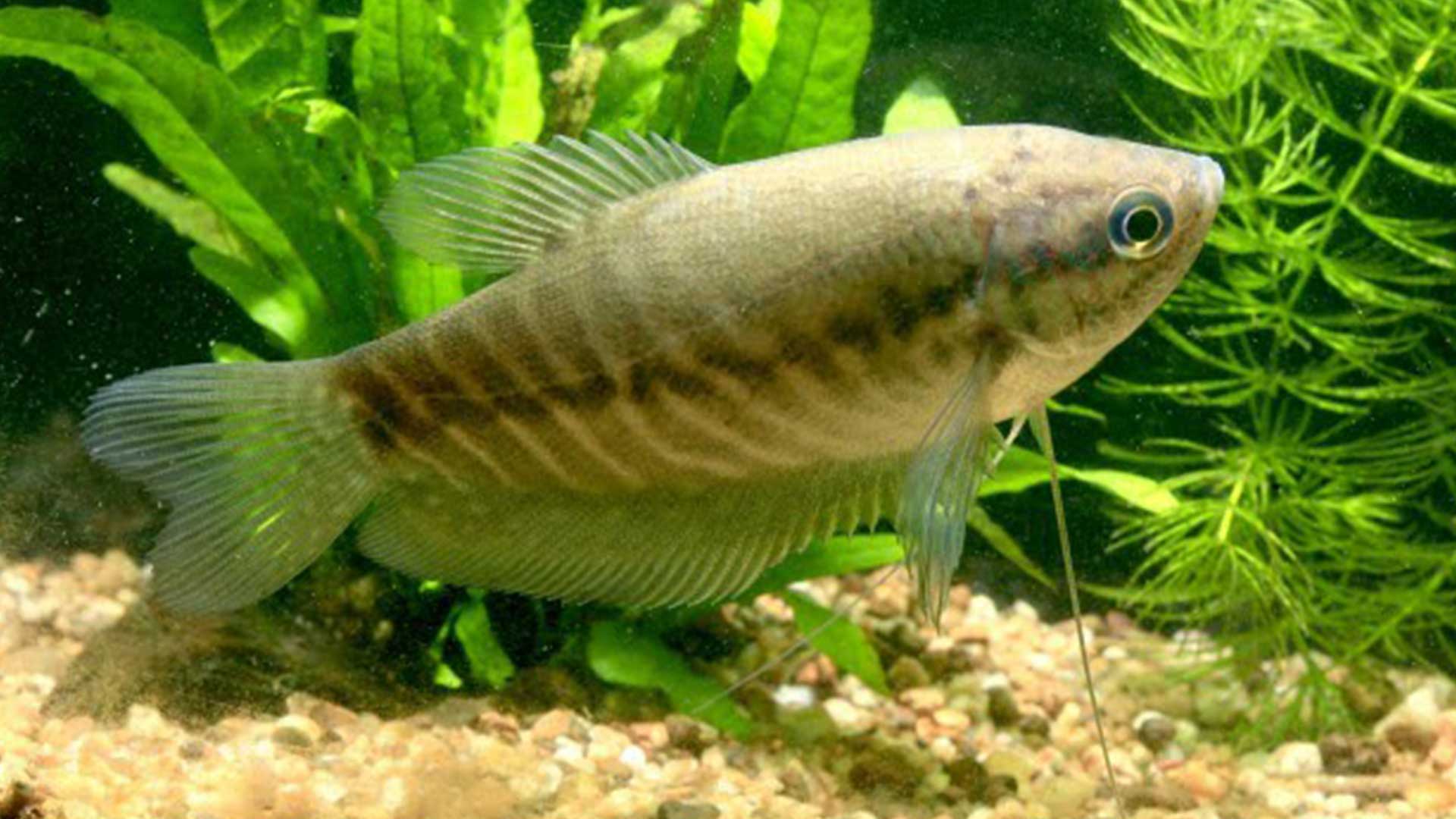 การเลี้ยง ปลาสลิด3