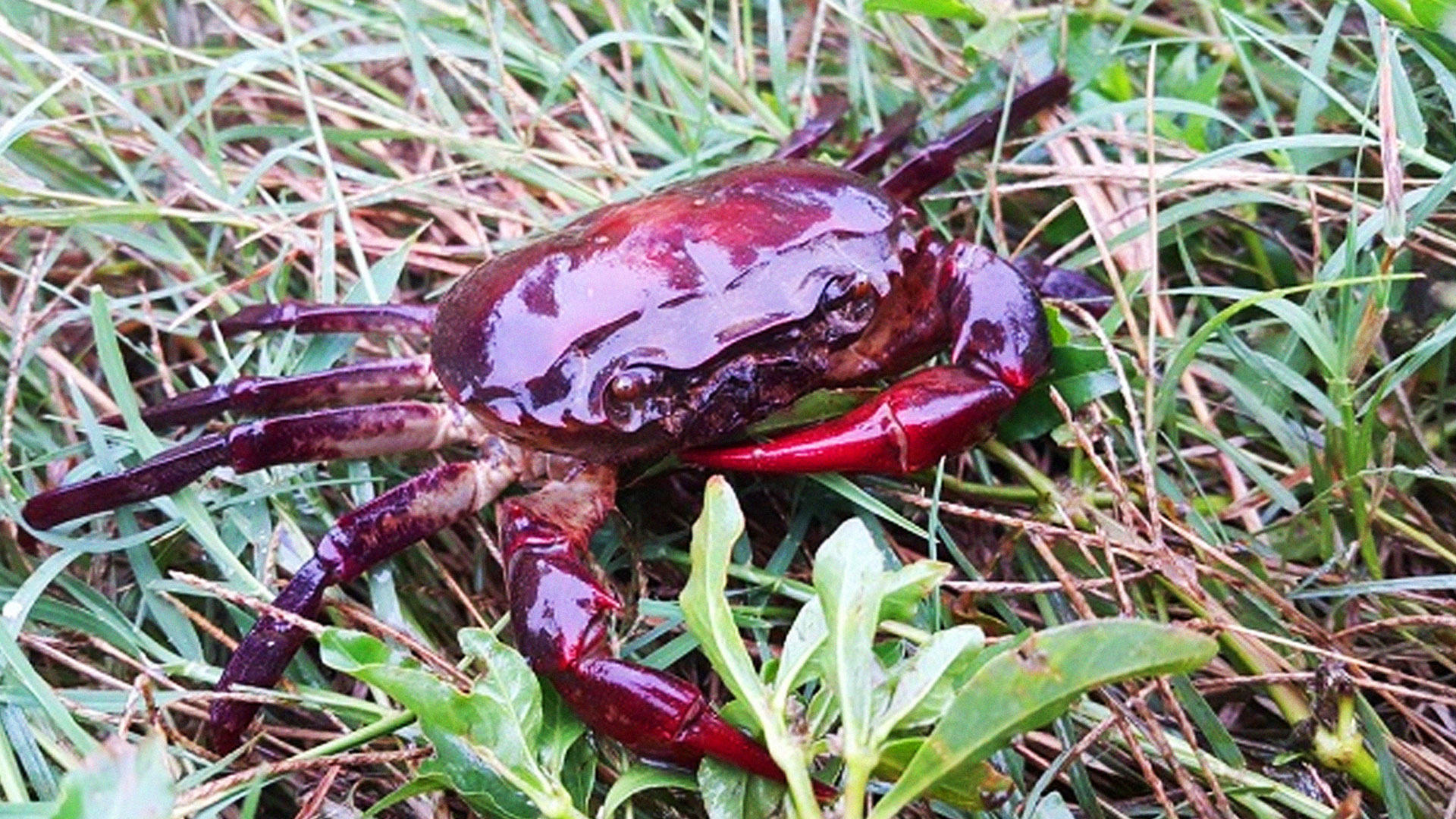 เลี้ยง ปูนา2แอ