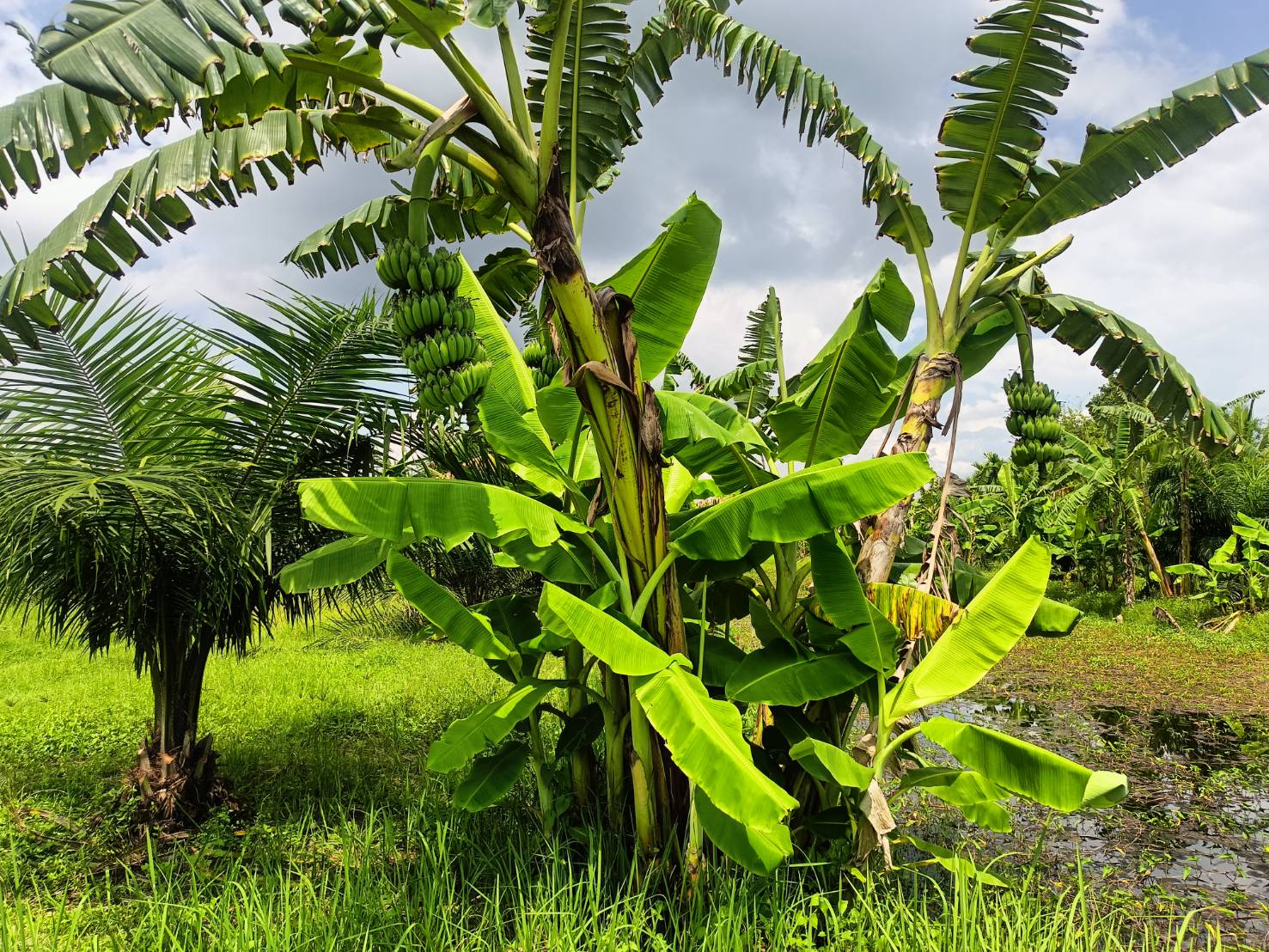 กรมวิชาการเกษตร รุดถ่ายทอดเทคโนโลยี ยกระดับ “กล้วยน้ำว้าปากพนัง”พืชเสริมสร้างรายได้ให้เกษตรกรก่อนเก็บเกี่ยวพืชหลัก 11 ภาพกวก10