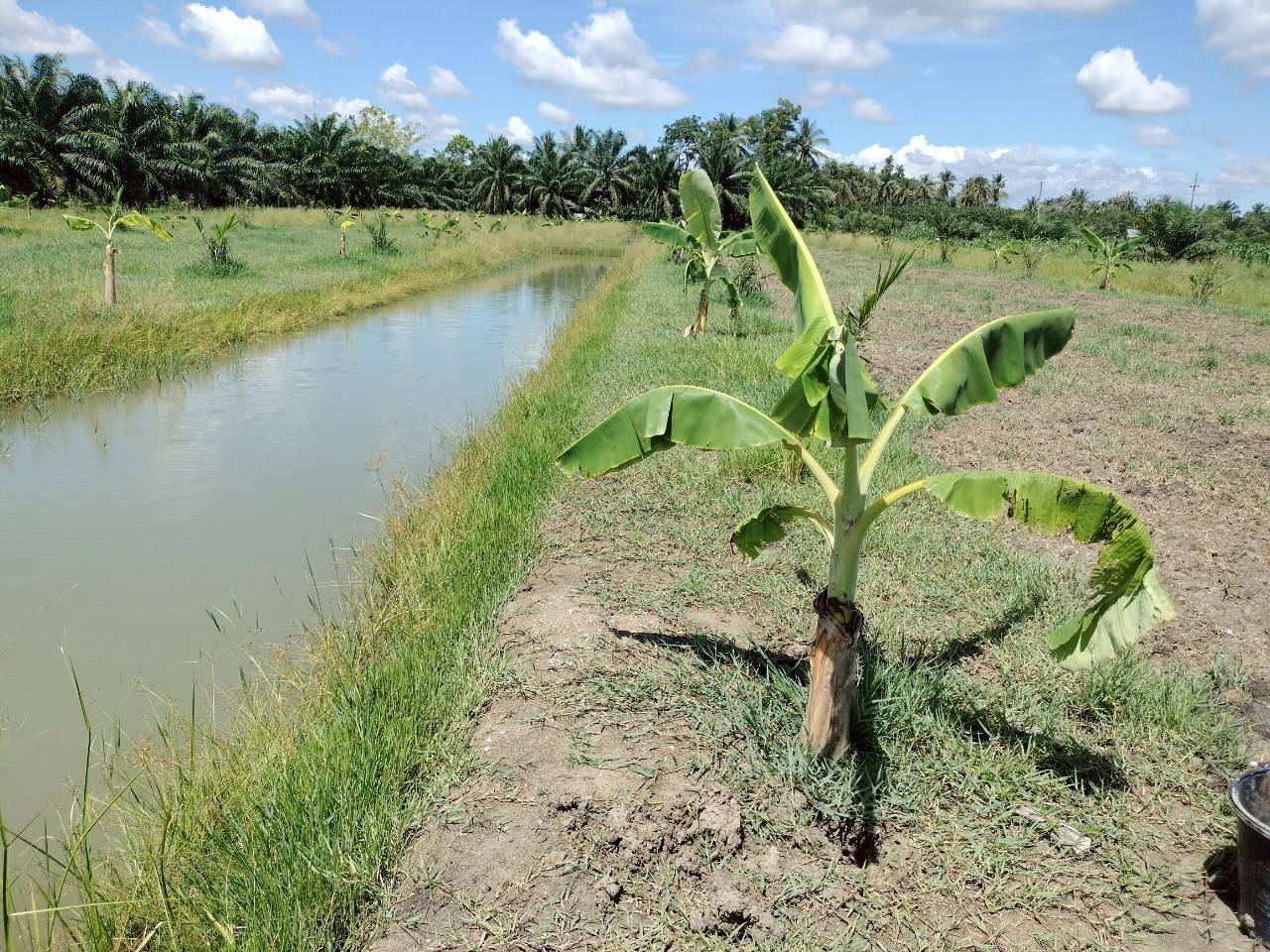 กรมวิชาการเกษตร รุดถ่ายทอดเทคโนโลยี ยกระดับ “กล้วยน้ำว้าปากพนัง”พืชเสริมสร้างรายได้ให้เกษตรกรก่อนเก็บเกี่ยวพืชหลัก 3 ภาพกวก2