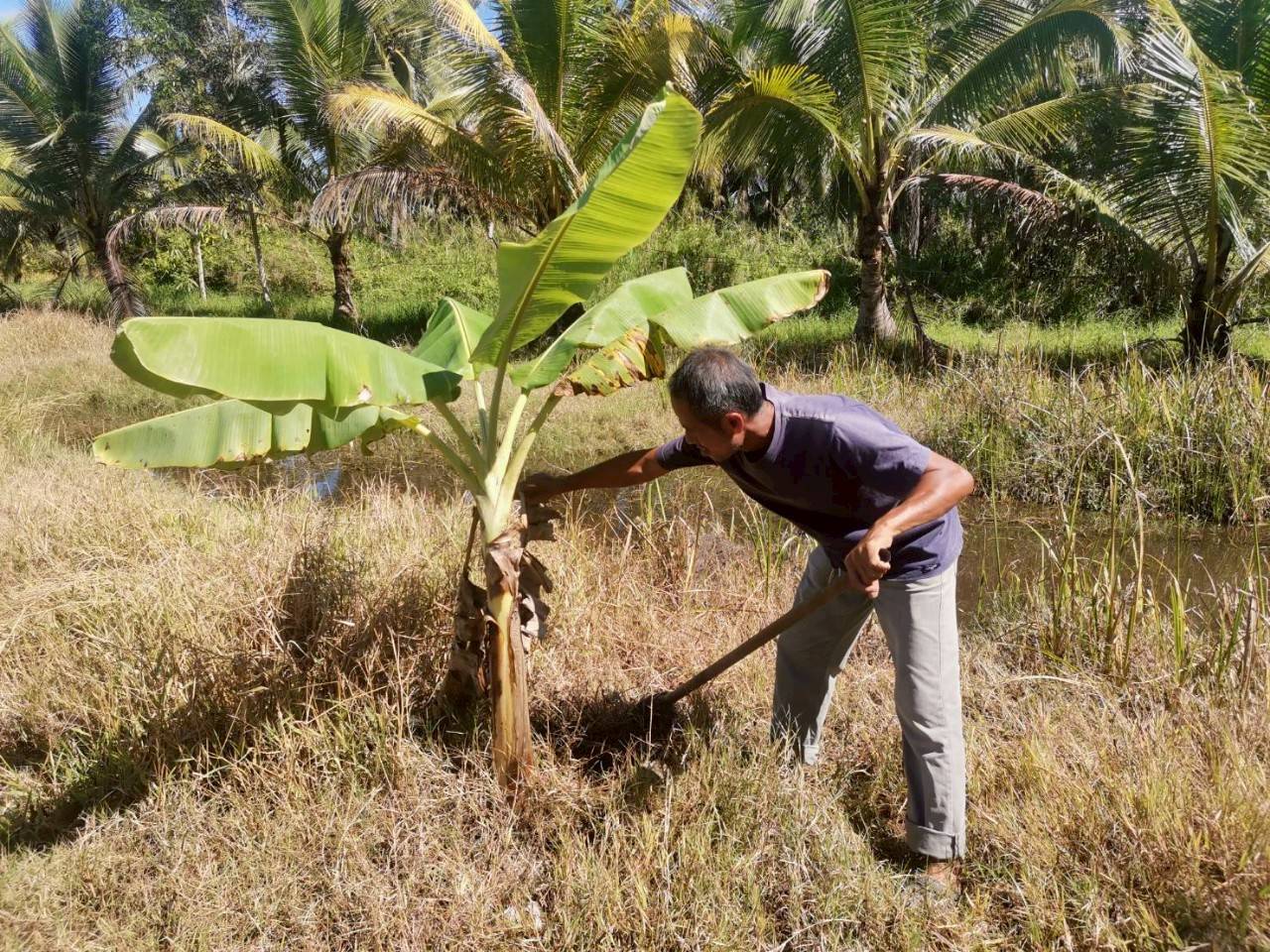 กรมวิชาการเกษตร รุดถ่ายทอดเทคโนโลยี ยกระดับ “กล้วยน้ำว้าปากพนัง”พืชเสริมสร้างรายได้ให้เกษตรกรก่อนเก็บเกี่ยวพืชหลัก 4 ภาพกวก3