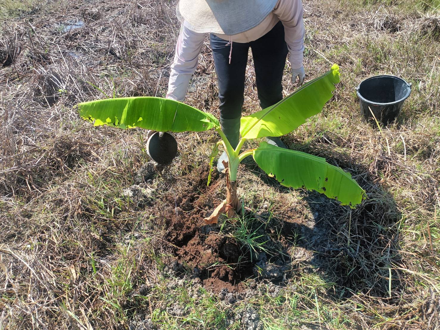 กรมวิชาการเกษตร รุดถ่ายทอดเทคโนโลยี ยกระดับ “กล้วยน้ำว้าปากพนัง”พืชเสริมสร้างรายได้ให้เกษตรกรก่อนเก็บเกี่ยวพืชหลัก 5 ภาพกวก4