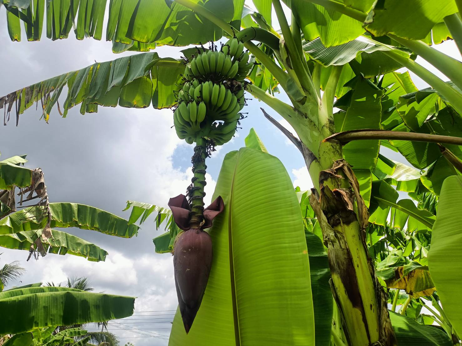 กรมวิชาการเกษตร รุดถ่ายทอดเทคโนโลยี ยกระดับ “กล้วยน้ำว้าปากพนัง”พืชเสริมสร้างรายได้ให้เกษตรกรก่อนเก็บเกี่ยวพืชหลัก 6 ภาพกวก5