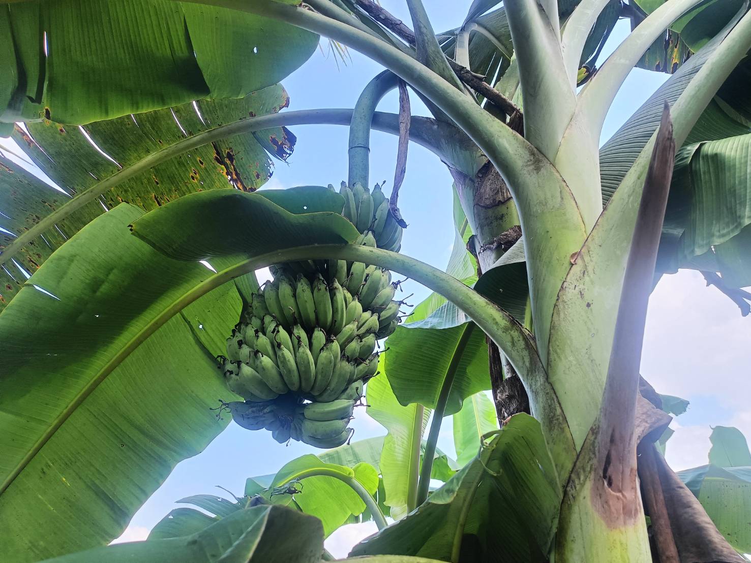 กรมวิชาการเกษตร รุดถ่ายทอดเทคโนโลยี ยกระดับ “กล้วยน้ำว้าปากพนัง”พืชเสริมสร้างรายได้ให้เกษตรกรก่อนเก็บเกี่ยวพืชหลัก 7 ภาพกวก6