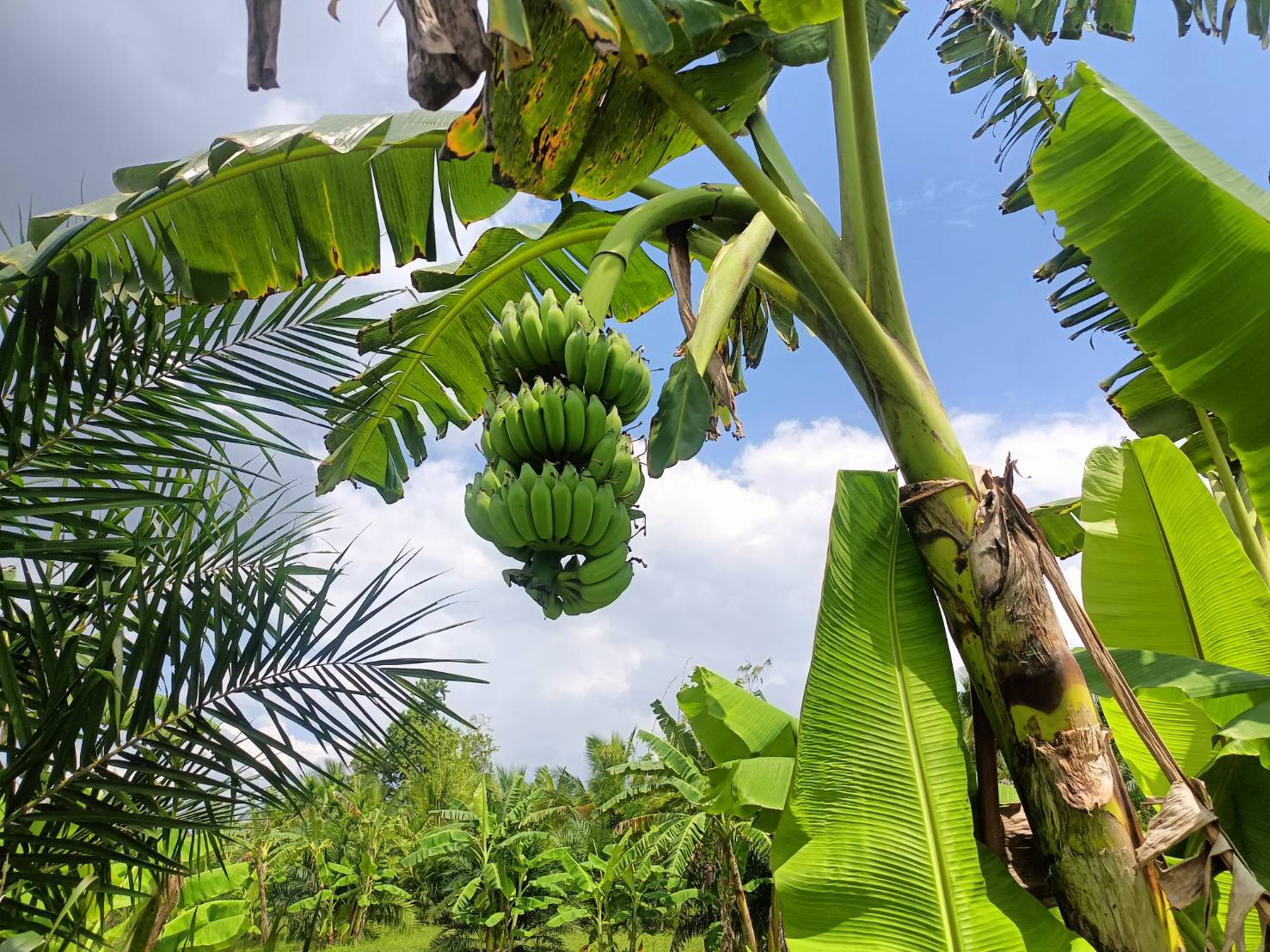 กรมวิชาการเกษตร รุดถ่ายทอดเทคโนโลยี ยกระดับ “กล้วยน้ำว้าปากพนัง”พืชเสริมสร้างรายได้ให้เกษตรกรก่อนเก็บเกี่ยวพืชหลัก 8 ภาพกวก7