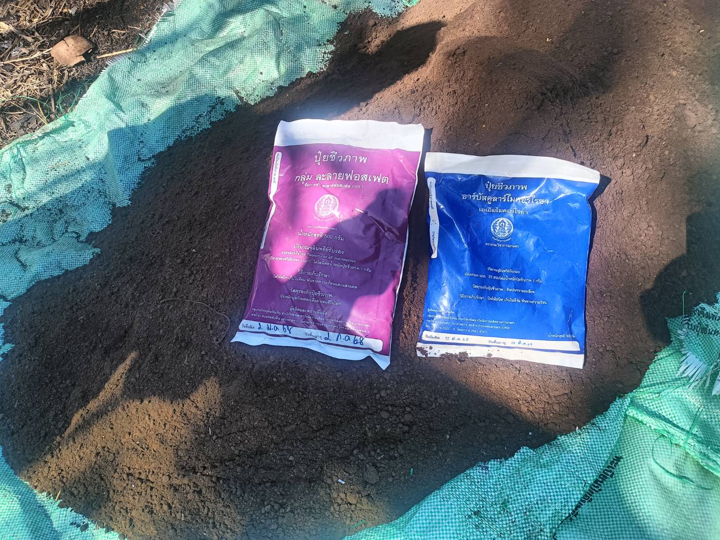 กรมวิชาการเกษตร รุดถ่ายทอดเทคโนโลยี ยกระดับ “กล้วยน้ำว้าปากพนัง”พืชเสริมสร้างรายได้ให้เกษตรกรก่อนเก็บเกี่ยวพืชหลัก 10 ภาพกวก9