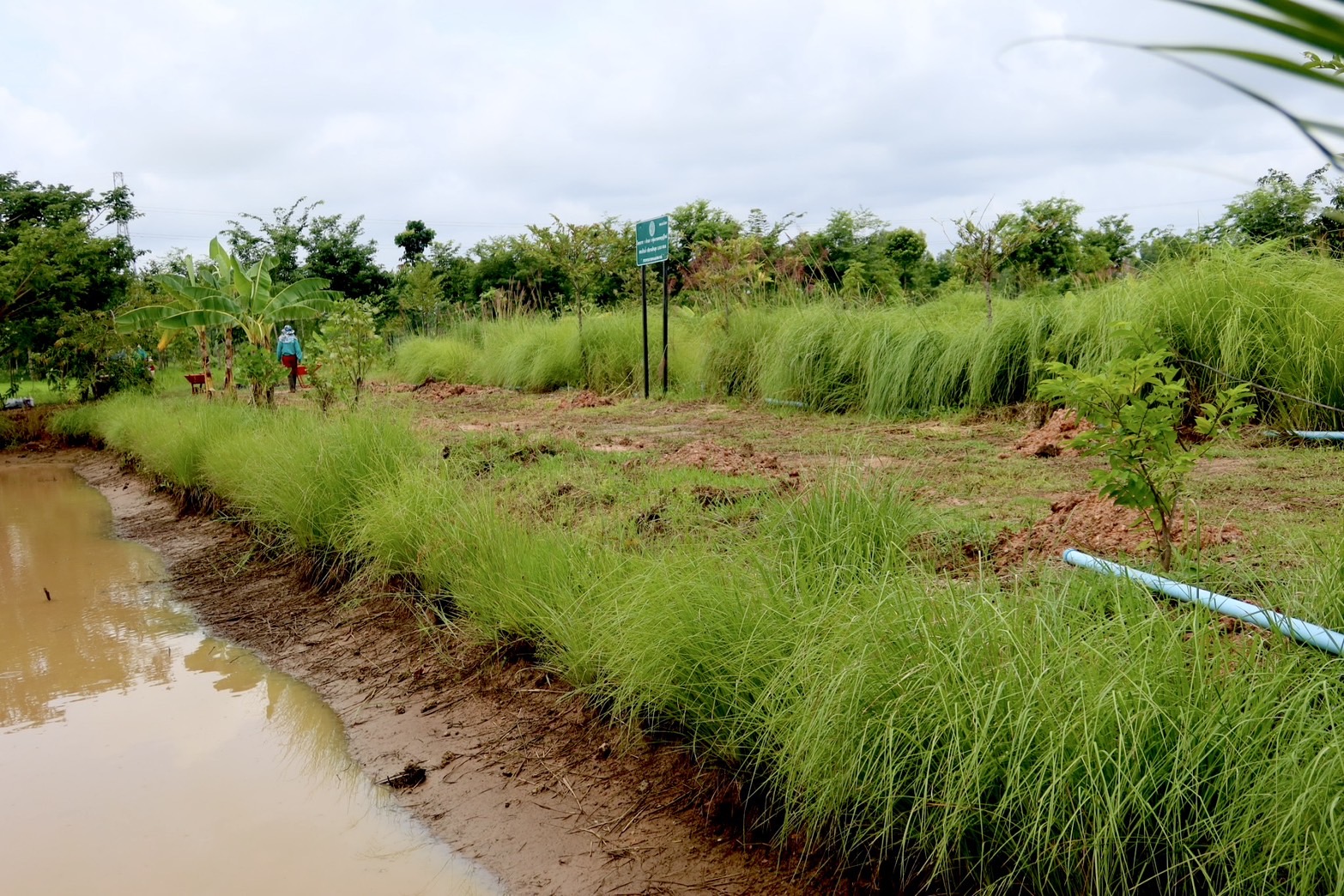 กรมพัฒนาที่ดิน หนุนเกษตรกร “ปลูกหญ้าแฝก” ฟื้นฟูดิน เสริมศักยภาพกักเก็บน้ำ ปลูกพืชหลากหลาย สร้างรายได้ยั่งยืน 6 ภาพพด5 0