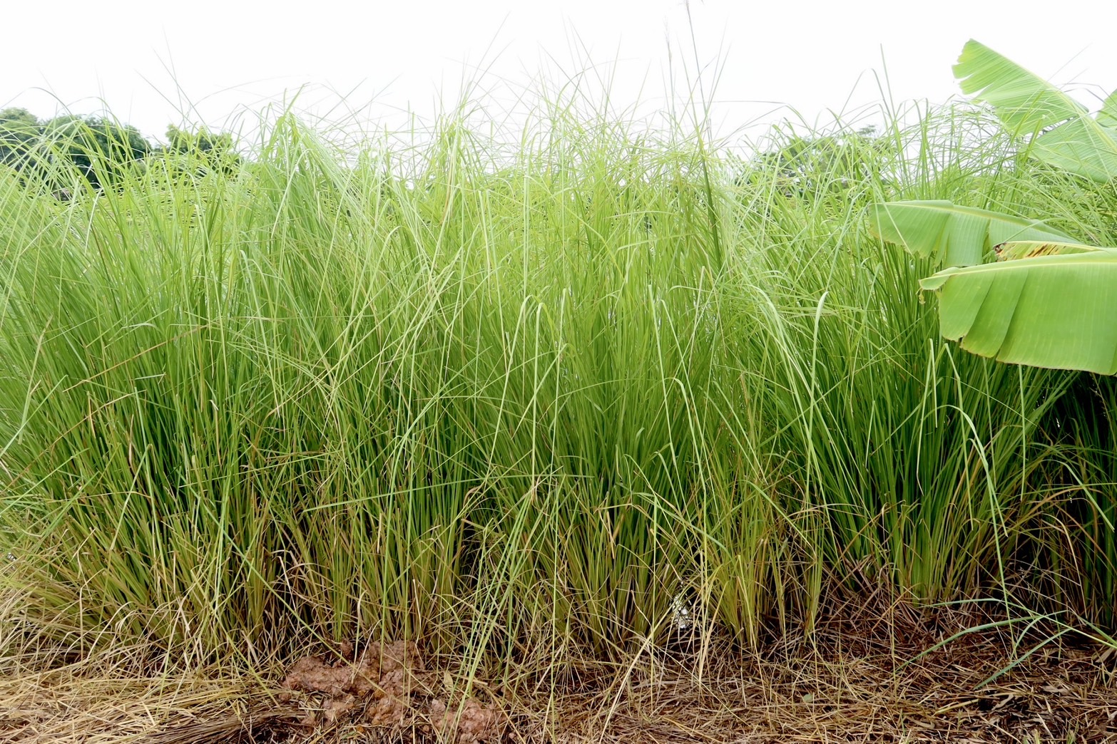 กรมพัฒนาที่ดิน หนุนเกษตรกร “ปลูกหญ้าแฝก” ฟื้นฟูดิน เสริมศักยภาพกักเก็บน้ำ ปลูกพืชหลากหลาย สร้างรายได้ยั่งยืน 7 ภาพพด6 0