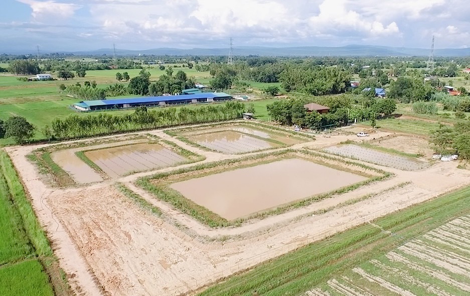 กรมพัฒนาที่ดิน หนุนเกษตรกร “ปลูกหญ้าแฝก” ฟื้นฟูดิน เสริมศักยภาพกักเก็บน้ำ ปลูกพืชหลากหลาย สร้างรายได้ยั่งยืน 8 ภาพพด7 0