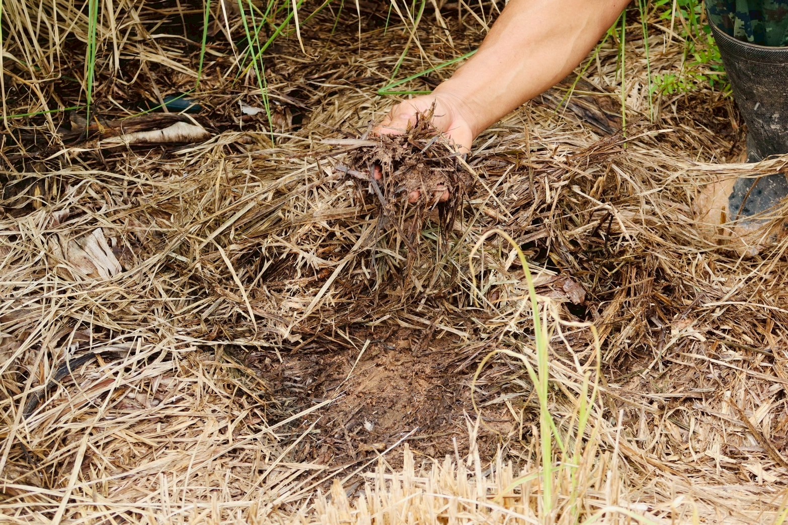 กรมพัฒนาที่ดิน หนุนเกษตรกร “ปลูกหญ้าแฝก” ฟื้นฟูดิน เสริมศักยภาพกักเก็บน้ำ ปลูกพืชหลากหลาย สร้างรายได้ยั่งยืน 10 ภาพพด9 0