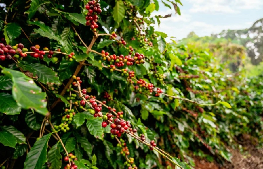 ARDA เปิดตัว 9 โครงการยกระดับสินค้าเกษตรไทย “ปลอดการทำลายป่า” พร้อมบุกตลาด EU ภายใต้กฎระเบียบ EUDR 4 ภาพสวก10