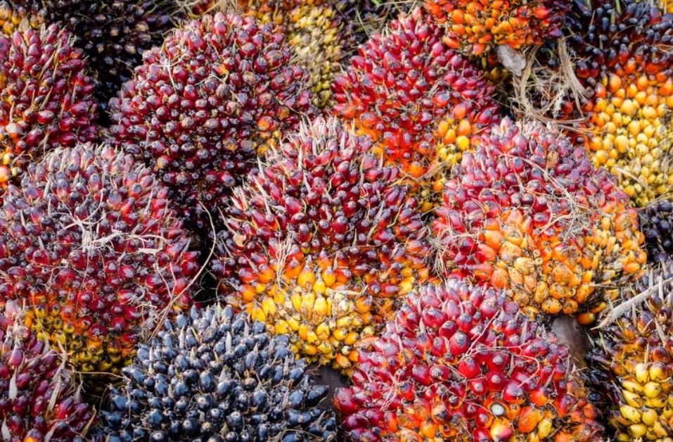 ARDA เปิดตัว 9 โครงการยกระดับสินค้าเกษตรไทย “ปลอดการทำลายป่า” พร้อมบุกตลาด EU ภายใต้กฎระเบียบ EUDR 3 ภาพสวก9