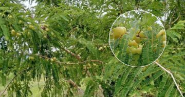 มะขามป้อมพันธุ์ใหม่3