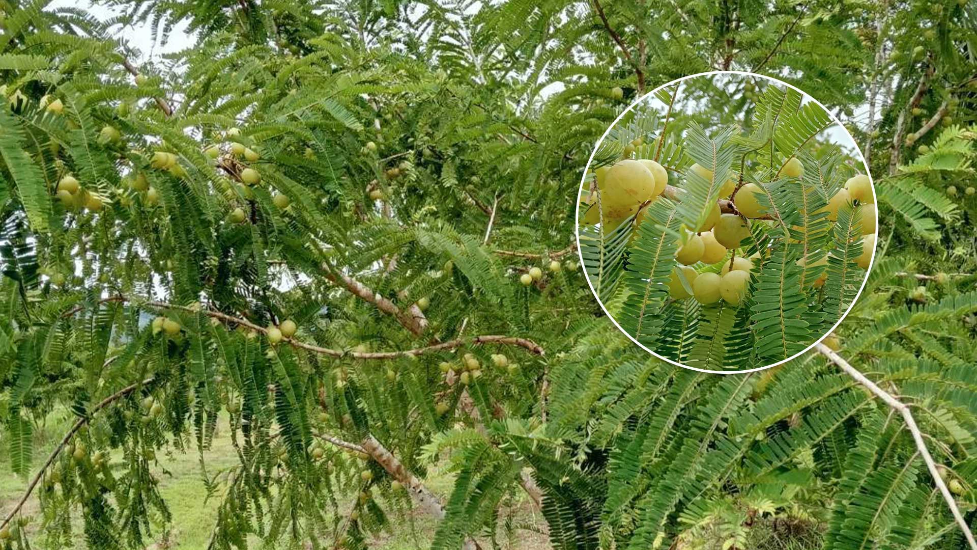 รู้จัก มะขามป้อมพันธุ์ใหม่3